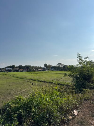 The image displays an outdoor daytime scene in San Phra Net, Thailand, featuring agricultural land and a distant residential area under a clear sky. The upper two-thirds of the frame is dominated by a light blue sky with minimal, wispy white cloud formations near the right horizon.
The immediate foreground, occupying the lower third of the image, consists of dense, mixed vegetation, primarily tall green grasses and small bushes, with some dry, brown plant matter. On the far right of the foreground, a patch of dry, reddish-brown soil is visible, containing a crumpled white object, possibly litter.
The midground features expansive, vibrant green agricultural fields, consistent with young rice paddies. These fields exhibit distinct linear patterns, possibly furrows or irrigation channels, with visible sections of darker, wet earth. No active cultivation or figures are present within the fields. A prominent, leafy green bush stands on the right side of the midground, partially obscuring the view.
Along the distant horizon, a cluster of residential buildings, varying in size and roof color (e.g., orange, grey), is interspersed with a line of trees. A tall, slender grey structure, resembling a utility or communication tower, is discernible among the background buildings and foliage towards the left-center. No human or animal subjects are visible anywhere in the scene.
