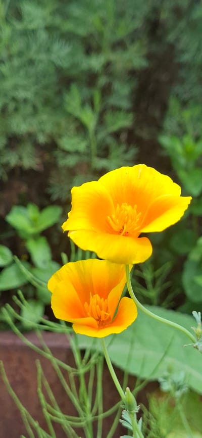 In Malda, Estonia, a close-up, vertical shot captures two vibrant yellow-orange California poppy flowers in bloom, set against a soft-focus background of lush green foliage. The upper flower is positioned prominently in the frame, its delicate petals unfurled to reveal a central cluster of stamens. Below it, a second, slightly smaller poppy is also in bloom, its petals a deeper shade of orange at the base. Thin green stems emerge from the bottom of the frame, supporting the flowers, with a few small green buds visible. The foliage in the background is a mix of softer, feathery leaves and broader, flatter green leaves, creating a natural garden setting. The lighting appears to be natural daylight, illuminating the flowers and casting subtle shadows. No people or specific actions are depicted, only the serene beauty of the flowers and their natural surroundings.