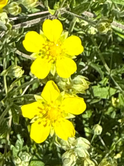 This is a close-up, vertical, outdoor photograph of two bright yellow flowers with five petals each, blooming amongst green foliage. The flowers are the primary subjects, with one positioned higher and slightly to the left, and the second directly below it and slightly to the right. Both flowers have visible stamens and pistils in their centers. The background consists of out-of-focus green leaves and some closed buds. The overall impression is that of a sunny day in a natural setting. The image was taken in Korobivka, Ukraine.