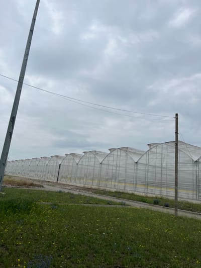 A wide, low-angle outdoor shot shows a long row of greenhouses in Chegem, Russia. The greenhouses have curved roofs made of translucent plastic panels and metal frames, and stretch across the majority of the frame from left to right. They appear to be commercial greenhouses. In the foreground, a patch of green grass is dotted with small yellow and blue wildflowers. A dirt path runs alongside the greenhouses. Two tall utility poles stand in the foreground, one on the far left and another closer to the right side of the image. The sky is overcast with a light gray cloud cover. No people are visible in the image.