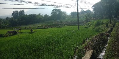 The image displays a panoramic view of an agricultural landscape in Cugenang, Indonesia. The foreground is dominated by a vibrant green rice paddy, densely planted with young rice shoots. Within this paddy, to the left, a rustic wooden hut with a dark, sloped roof stands. Adjacent to it, a smaller, open-sided wooden structure with a lighter roof is visible.
In the midground, beyond the primary rice field, a series of terraced agricultural plots ascend, exhibiting varying stages of cultivation, from bare earth to sparse vegetation. Several small red objects are scattered across these terraces. On the right side of the image, an unpaved road runs diagonally, flanked by a narrow, water-filled drainage ditch or stream. The ditch banks are overgrown with grass and contain some detritus. A tall wooden utility pole stands on the right, supporting multiple overhead power lines that traverse the upper portion of the scene.
The background features a dense line of lush green trees, behind which a hazy mountain range or prominent hills are visible against a bright, clear sky. No individuals, animals, or specific actions are depicted in the static scene.