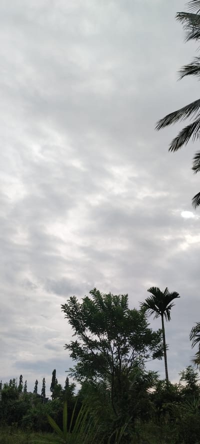 The image depicts a cloudy sky over a landscape with various trees and vegetation. In the foreground, a large, leafy tree is visible, with a tall, slender palm tree to its right. Behind these, a dense line of trees and foliage stretches across the horizon, punctuated by several tall, slender, conical trees. The overall impression is of a natural or semi-natural outdoor environment, possibly on the outskirts of a populated area. The lighting suggests it is daytime, likely overcast or close to dusk. The location is identified as Blangjruen, Indonesia.