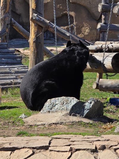 The image shows a black bear in an enclosure. The bear is positioned between a rock and a wooden structure. The enclosure consists of wood beams, chains, and a stone wall. The background shows greenery and a rock structure, possibly indicating a zoo or wildlife park setting. The image does not directly provide information about the location in Uspenskii, Russia.