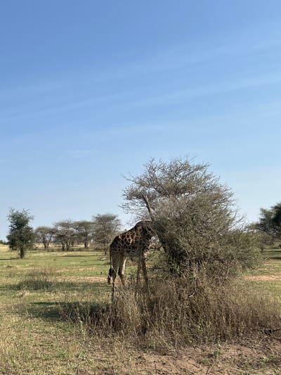 The image displays an outdoor savanna scene in Seronera, Tanzania, under a clear, light blue sky with a few faint wisps of cirrus clouds. A single adult giraffe is the primary subject, positioned right of the image center. Its head and upper neck are concealed within a dense, thorny acacia-type bush, indicating it is feeding. The giraffe's distinctive brown and cream patterned coat is visible on its lower neck and front legs. The immediate foreground features dry, sparse grass in varying shades of light brown and green, along with some taller, dry brush and patches of bare reddish-brown earth. The midground and background reveal a vast, flat savanna plain sparsely populated with numerous acacia trees, some appearing leafless or with minimal foliage. No human subjects, animals other than the giraffe, or structures are visible. The scene is illuminated by natural daylight.