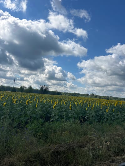 A vast field of sunflowers stretches across the horizon under a dramatic sky filled with both bright blue patches and large, gray, billowy clouds. The sunflowers, with their vibrant yellow petals and green stalks, are densely packed and appear to be facing the same direction, though some are turned towards the viewer. In the foreground, tall, wild grasses and some smaller purple wildflowers grow. A line of trees forms a dark green backdrop behind the sunflower field, and a single utility pole with wires is visible on the left side of the image. The scene evokes a sense of natural beauty and a rural landscape, likely located in or near Novi Sanzhary, Ukraine, given the context. There are no people or animals visible in the frame, and no actions are taking place. The overall impression is one of a sunny but potentially overcast day in a countryside setting.