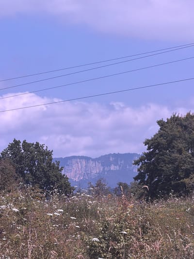 The image depicts a landscape scene, likely in or near the village of Kurdzhinovo, Russia. The foreground is filled with a dense meadow of wildflowers and tall grasses, exhibiting a variety of textures and colors ranging from dried stalks to white and yellow blossoms. Two large, mature trees with dark green foliage frame the scene on the left and right sides, partially obscuring the background. Beyond the trees, a prominent mountain range with sheer, reddish-brown rock faces rises against a pale blue sky. The sky is populated with wispy, lavender-tinged clouds. Four parallel power lines stretch horizontally across the upper portion of the image, adding a man-made element to the natural landscape. There are no people or animals visible in the frame. The overall impression is one of a rural, possibly mountainous, natural environment.