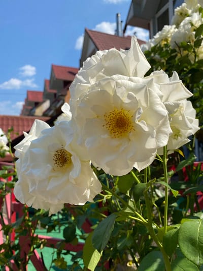 In the city of Сонячне, Ukraine, on a bright, sunny day, a cluster of white roses is in full bloom. The roses are the main subject, with their delicate petals illuminated by the sun. Behind the roses, a row of houses with red-tiled roofs is visible, suggesting a residential area. The sky is a clear blue, with a few scattered white clouds. Green leaves and stems of the rose bush are also visible, adding to the natural beauty of the scene. The foreground includes a glimpse of a fence with red and green painted elements.