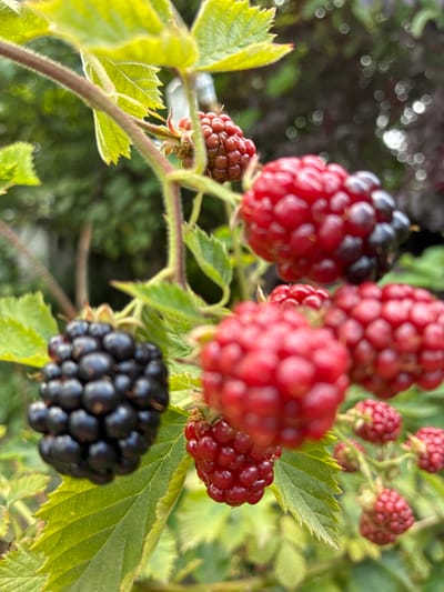 A close-up, eye-level shot captures a cluster of ripe blackberries and raspberries on a bramble bush. The foreground is dominated by a plump, dark blackberry on the left, with its individual drupelets clearly defined. To its right, a cluster of bright red raspberries, some with a hint of purple, are also in focus. Behind these, more raspberries, varying in ripeness and color, are visible. The background is a blur of green leaves and dappled sunlight, suggesting an outdoor setting. The image does not depict any people or specific urban features that would allow for precise location identification within Chernoyarskaya, Russia. The scene is static, showcasing the natural beauty of the fruit and foliage.