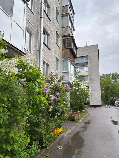 The image shows a street view in Ulyanovka, Russia on a cloudy day. A multi-story apartment building dominates the left side of the frame. It has a textured, concrete facade with evenly spaced windows and a prominent drainpipe. Individual balconies are attached to some apartments. Abundant lilac bushes, both white and purple, fill the foreground, partially obscuring a yellow curb. A wet asphalt street is visible on the right with puddles reflecting the overcast sky. A building made of white brick stands parallel to the first building. Two indistinct figures are seen in the far background of the street near a parked car. A partially visible red metal structure is along the street between the lilac bushes and puddles.