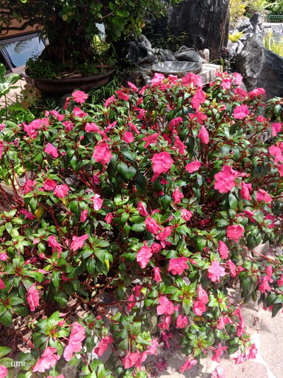 A dense bush of vibrant pink impatiens flowers is captured in a close-up shot. The flowers, with their delicate five-petaled blooms, create a rich tapestry of color against the backdrop of dark green, glossy leaves. Some of the flowers are fully open, showcasing their velvety texture, while others are in bud, their tightly furled petals hinting at future beauty. The stems are a deep reddish-brown, providing a subtle contrast to the floral display.
The impatiens bush is situated outdoors, likely in a garden setting. In the background, hints of natural elements can be observed, suggesting an outdoor environment. Partially visible in the upper left quadrant of the image is a large, dark-colored bonsai tree planted in a wide, shallow pot. The trunk of the bonsai is gnarled and ancient-looking, with intricate root systems exposed. Behind the impatiens, a collection of weathered grey rocks and darker, rough-textured stones form a naturalistic arrangement, possibly part of a rock garden or a decorative feature. The ground beneath the flowers appears to be paved with irregular, light-colored flagstones, interspersed with areas of soil and small pebbles. The sunlight casts distinct shadows on the stone surface, indicating a bright, sunny day.
The overall impression is one of lush, abundant natural beauty. The scene is serene and tranquil, evoking a sense of peace and natural harmony. The image does not depict any people or animals. There is no explicit indication of the location being in Laungumba, Indonesia; this information is provided as context for the description.