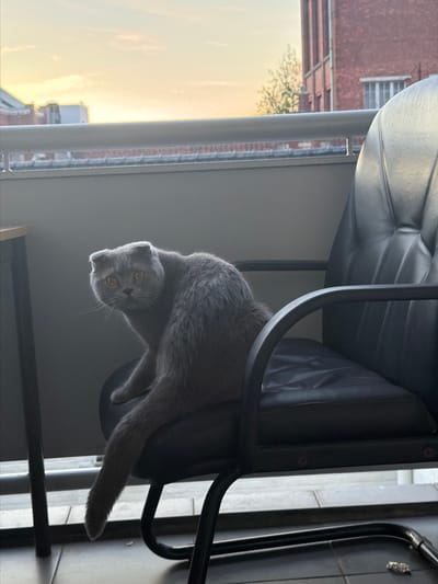 A grey Scottish Fold cat sits on a black office chair on a balcony. The cat is looking towards the camera with its ears folded back. The balcony railing is visible in the foreground, and a building with red brick walls and windows is in the background. The sky is a soft orange and yellow, suggesting it is either sunrise or sunset. The scene is set outdoors in an urban environment, likely a residential area, given the balcony and building. The location is the city of Turnhout, Belgium.