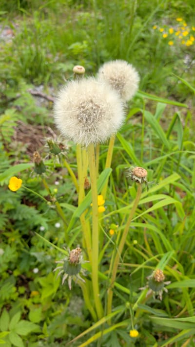 The image shows a close-up view of several dandelions in various stages of development, set against a backdrop of green grass and foliage. Two large, fluffy white dandelion seed heads dominate the foreground, their delicate seeds appearing ready to disperse. To the left and right of these, several smaller, green dandelion buds are visible, some with spent flower heads clinging to them.

In the background, more greenery and some small yellow wildflowers can be seen, suggesting a natural, outdoor setting. The overall impression is one of a summer meadow, likely in a rural or natural area. The lighting is soft and diffused, indicating it might be an overcast day or early morning/late afternoon. There are no people present, and the focus is entirely on the plants. The image does not contain any visible text. The location context provided is Trofors, Norway, which aligns with the natural landscape depicted.