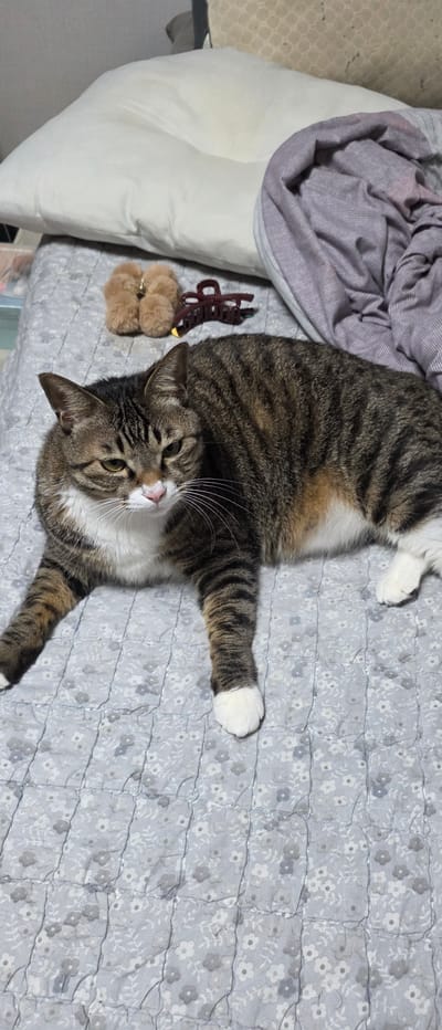 An adult tabby cat with white markings on its chest and paws is lying on a grey quilted blanket with a floral pattern. The cat is positioned in the center of the frame, facing towards the left. Behind the cat, there is a white pillow and a draped grey and purple blanket. Two small fuzzy brown hair accessories and a dark red hair clip are placed on the blanket to the left of the cat. The scene appears to be an indoor setting, likely a bed. The location of this image is in Gimhae-si, South Korea.