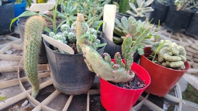 Three potted cacti occupy the frame, resting upside-down on a white lattice surface. A red pot on the left contains a light-green, coiled cactus. A second red pot holds a light-green cactus with pink buds. A black pot on the right houses a cylindrical cactus covered in small needles. Underneath the pots is a collection of succulents and small plants.