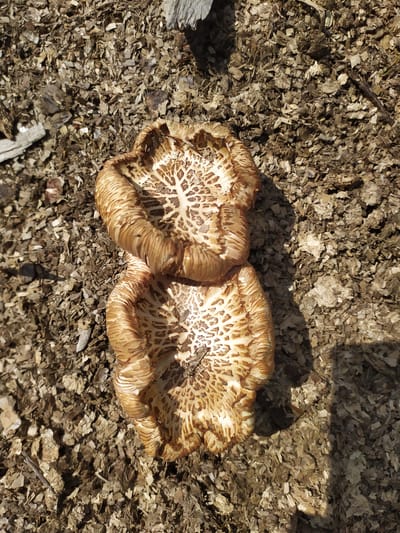 Two stacked, light brown mushrooms with intricate, darker brown patterned caps lie on a bed of wood chips in Turka, Ukraine. The mushrooms are positioned vertically in the frame, with the upper mushroom partially obscuring the lower one. Sunlight casts a shadow to the right of the mushrooms, indicating an outdoor environment. The wood chips are predominantly light brown and gray, with some larger pieces of bark visible.