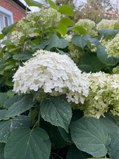 The image shows a close-up view of white hydrangea flowers and green leaves. The hydrangeas are in full bloom, with large, dense clusters of small white flowers. The leaves are large and dark green, with some showing signs of minor damage or discoloration. In the background, a brick building with a white window frame is partially visible, along with the blurred shapes of trees. The overall impression is that of a garden or natural setting, possibly in a residential area. The location is identified as Verkhneye Kazachye, Russia, suggesting a temperate climate where hydrangeas are commonly grown.
