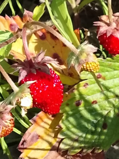 The image is a close-up, overhead shot of ripe red strawberries and leaves on a plant, likely in a garden. The strawberries are bright red and appear to be wild strawberries, with visible seeds on their surface. Some of the leaves are a vibrant green, while others are turning yellow and brown, indicating the changing seasons. There are also some developing flower buds visible, some of which are a light yellow color. The image appears to have been taken outdoors, with natural sunlight illuminating the scene. There are no people or animals visible in the frame. The scene is natural and organic, with a focus on the details of the plants. It is not possible to determine the specific location within Патоцкі сельскі Савет, Belarus from the image alone.