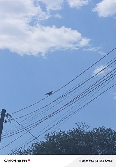 A single dark-colored bird, appearing consistent with a pigeon, is perched on one of multiple utility wires spanning diagonally across a bright blue sky with scattered white cumulus clouds. The wires originate from a dark utility pole partially visible on the far left. Below the wires and pole, the upper portion of dense green foliage is visible in the lower right quadrant. The scene depicts an outdoor environment during daylight hours in Nakuru East ward, Kenya. No human subjects or actions are observed.