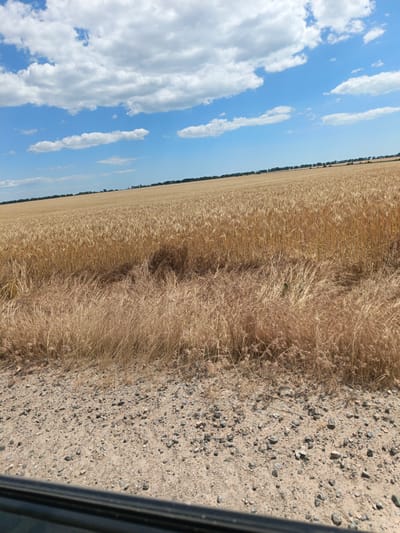 The image depicts a vast, golden wheat field stretching towards the horizon under a bright blue sky dotted with fluffy white clouds. The wheat stalks are tall and ripe, indicating a harvest season. In the foreground, dry grass and gravel cover the ground, suggesting a roadside or field edge. A dark, reflective object, possibly the edge of a vehicle's window or frame, is visible at the bottom of the image, indicating the photo was taken from within a vehicle. The landscape appears rural and open, consistent with the agricultural surroundings of Sychavka, Ukraine. No people or animals are visible in the frame.