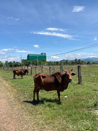 A herd of brown cows grazes in a grassy field under a blue sky with scattered clouds. The cows are tethered by ropes to wooden fence posts that line the field. In the background, there is a large green building covered in netting, surrounded by trees and mountains. The scene appears to be located in Ham Thuan Bac, Vietnam, based on the vegetation and architecture. A dirt path runs along the left side of the field. Several power lines are visible overhead.
