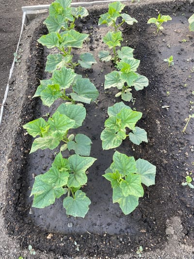 A raised garden bed in Qarqaraly, Kazakhstan, contains rows of young cucumber plants. The plants, characterized by their large, lobed green leaves, are spaced throughout the dark, moist soil. Some plants appear to be in earlier stages of growth, with smaller, fewer leaves. The garden bed is bordered by wooden planks. The surrounding ground is composed of dark soil and small stones. The lighting suggests it is daytime.