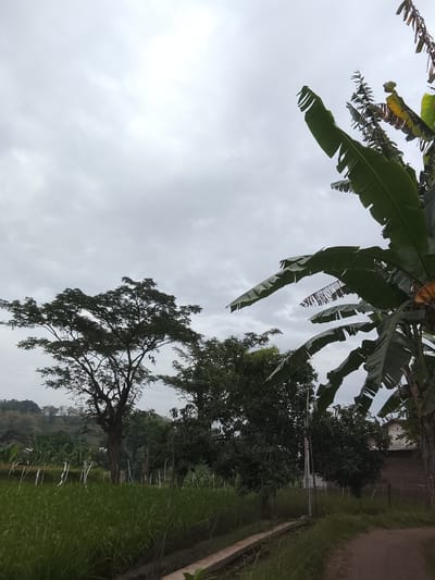 This image depicts a rural landscape in the city of Gunung Malang, Indonesia. The scene is dominated by a cloudy sky and lush green vegetation. In the foreground, a dirt path runs alongside a drainage ditch and a field of rice paddies. A tall, leafy tree stands in the middle ground, with other trees and banana plants to its right. In the background, a residential building is visible. The overall impression is one of natural beauty and tranquility.