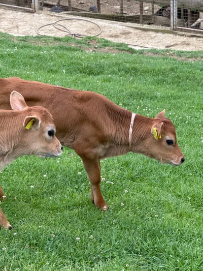 Two brown calves stand on a patch of green grass interspersed with small white flowers. Both calves have yellow ear tags. The taller calf wears a light-colored collar around its neck. To the left of the grass is an area of light-colored dirt and a wire cage containing dark objects that are possibly birds.