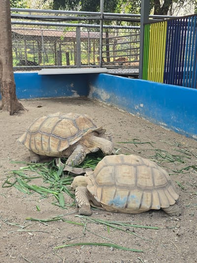 The image displays two large, tan-colored tortoises, likely African Spurred Tortoises, situated on dry, sandy soil scattered with green grass. The tortoise on the left is actively consuming a pile of green foliage. The tortoise on the right, positioned slightly lower and to the foreground, has a visible light blue mark on the lower right side of its shell and is also near the grass. A blue-painted concrete wall, showing signs of wear and chipping, forms a barrier across the midground. Behind this wall, a metal chain-link fence encloses a separate area where several light brown deer-like animals are visible, along with shelters constructed with corrugated metal roofs and supporting poles. A thick tree trunk is present on the far left, partially obscured by the foreground. To the right in the background, a section of vertical metal slats painted green, yellow, and blue acts as another barrier. The scene is outdoors and well-lit, located in Ban Phaya Kot Ana Kaeo, Thailand.