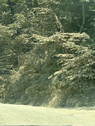 The image displays a dusty, unpaved road winding through a dense, green forest. The trees are lush, with many leaves, and the sunlight filters through the canopy, creating dappled patterns of light and shadow on the road and the forest floor. The road surface is granular, with visible pebbles and dirt. The overall impression is one of a natural, undeveloped environment. There are no people, animals, or structures visible in the scene. The location is identified as Shaumyan, Russia, though the image itself does not contain specific landmarks to confirm this.
