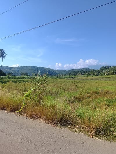 The image depicts a rural landscape under a clear blue sky with scattered white clouds. In the foreground, an asphalt road runs along the left side of the frame, bordered by tall, dry grasses and some green vegetation. Beyond the roadside, a vast field stretches out, with various types of crops and taller grasses. In the middle ground, a dense line of palm trees and other trees forms a green barrier, separating the fields from the rolling hills in the background. The hills are covered in lush green vegetation and some scattered structures are visible. A solitary tall palm tree stands prominently on the left side of the image, near the edge of the field. Overhead, thin power lines crisscross the sky. The overall scene conveys a serene and natural environment, indicative of a rural setting in a tropical or subtropical region. The specific location in Pohroh, Indonesia, is suggested by the presence of palm trees, lush vegetation, and the overall landscape typical of such areas.
