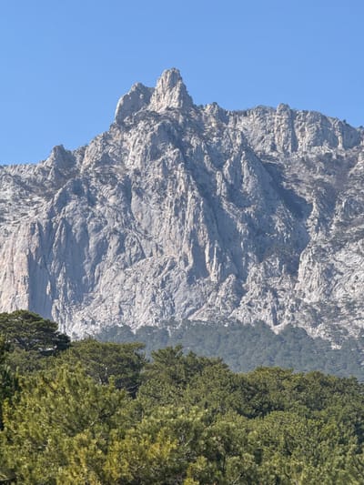 This forensic image depicts a mountainous landscape located in the Кореизский поселковый совет, Ukraine. The scene is dominated by a massive, rugged mountain occupying the upper two-thirds of the frame, set against a clear, cloudless light blue sky. The mountain is characterized by extensive light gray, weathered rock formations featuring steep, textured faces, vertical crevices, and prominent jagged peaks, with a distinctive sharp pinnacle visible towards the upper left. Sparse, dark green vegetation, likely small trees or shrubs, is visible clinging to various ledges and in shaded recesses of the rock face. The lower third of the image is filled with a dense expanse of coniferous trees, primarily pines, displaying various shades of dark green. The trees in the immediate foreground are brighter and more defined, gradually transitioning into a denser, darker forest line at the base of the mountain. No individuals, structures, or discernible human activities are present within the frame.