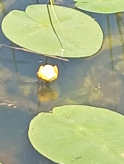 The image shows a close-up view of a water lily bud floating in dark water, surrounded by lily pads. The bud is a pale yellow and is partially submerged. Several large, round, green lily pads are visible, two of which are in the foreground and one in the background. The water is calm and reflects the light. The overall scene is natural and peaceful. No human presence or urban elements are visible, suggesting this is likely a natural setting within or near Wasilków, Poland, possibly a pond or slow-moving body of water.