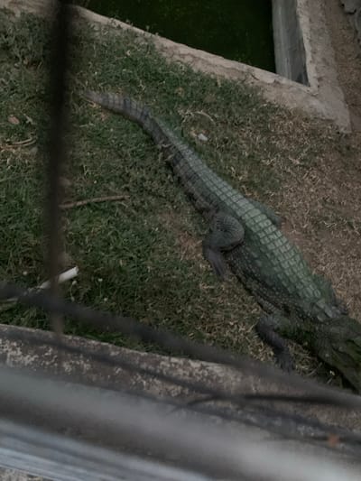 An alligator lies on the grass near a pool of water. The reptile has a long body, short legs, and a tail extending to the left. Its scales are visible, revealing a green hue. The scene is partially obscured by what appears to be a metal barrier or fence in the foreground on the right. The alligator is positioned diagonally across the frame, head near the top right and tail toward the bottom left.