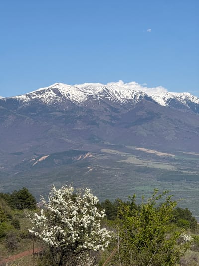 The image shows a mountainous landscape in Tsarvishte, Bulgaria, featuring a snow-capped mountain range on the left, with a clear blue sky above. The mountain transitions into a green, forested valley on the right side of the image. A blossoming tree with white flowers is in the foreground on the right, surrounded by other trees and vegetation.