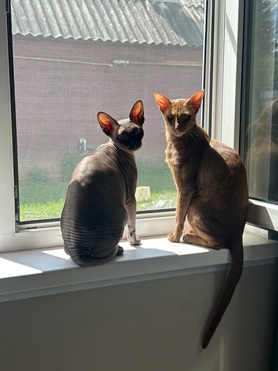 Two cats are sitting on a windowsill. The cat on the left is a hairless Sphynx cat with grey skin and large ears. The cat on the right is a reddish-brown cat with large ears and a slender build, possibly an Oriental Shorthair. They are both looking towards the viewer. The windowsill is white, and the background shows a screen door, greenery, and a roof structure. The scene is illuminated by sunlight, casting shadows. The location is not determinable from the image.