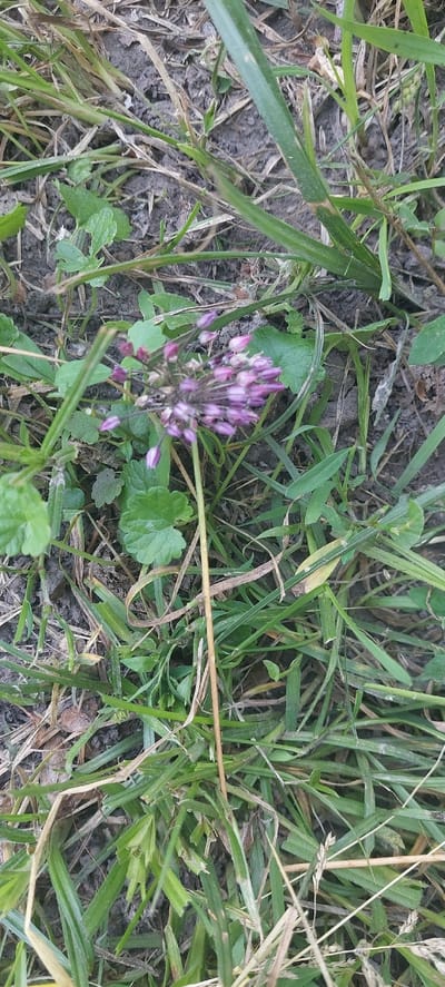 In Voronkiv, Ukraine, a close-up, slightly angled shot captures a cluster of small, purplish-pink flower buds emerging from dense green grass and brown soil. The flower cluster is elongated and somewhat spherical, with individual buds pointing upwards and outwards. Some green leaves are visible around the base of the flowers, and the ground is covered in a mix of dry blades of grass, soil, and small green shoots. The image has a shallow depth of field, with the flower cluster in focus and the surrounding vegetation slightly blurred.