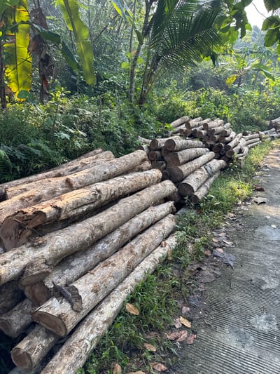 The image depicts a pile of cut logs stacked on the side of a paved road in Alian, Indonesia. The logs are rough-hewn and vary in size, with their bark still attached. They are arranged in several layers, forming a substantial accumulation. The road appears to be made of concrete with a ribbed texture. Lush green vegetation, including banana trees and other tropical plants, surrounds the area, indicating a rural or semi-rural environment. The sunlight filters through the foliage, casting dappled shadows. There are no people or animals visible in the scene. The overall impression is one of a logging site or preparation for wood processing.