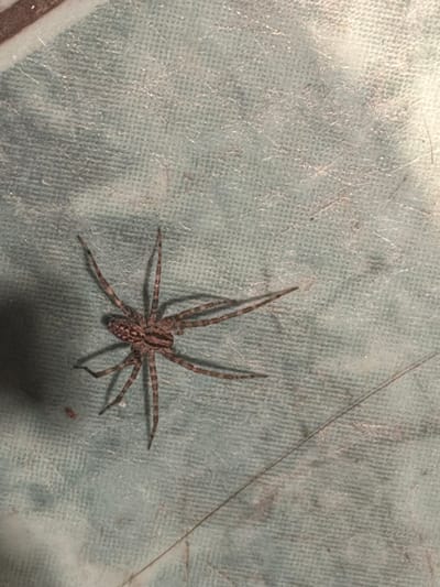 The scene depicts a single spider at an unspecified location within Obruchishte, Bulgaria. The spider, a light brown and grey specimen with distinct dark brown longitudinal stripes on its legs and abdomen, is positioned centrally on a light blue, textured fabric surface. Its eight legs are extended, and it rests stationary. The fabric exhibits a woven grid pattern and contains minor debris, including fine lint, several hair-like strands, and a small dark reddish-brown speck situated to the lower left of the spider's body. A long, thin, dark filament, likely a hair, traverses the lower right quadrant of the image diagonally. The lighting suggests an overhead source, producing a soft shadow beneath the spider. No other subjects or actions are observed.