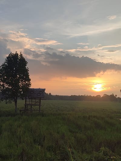 A vertical, eye-level, medium shot captures a serene sunset over a field in Pulorayeuk, Indonesia. In the foreground, a dense field of tall, green grass stretches across the landscape. To the left, a lone, mature tree stands tall, its dark silhouette contrasting with the sky. Beside the tree, a small, rustic wooden structure with a thatched roof is visible, appearing to be a simple shelter or lookout post. The midground features a distant line of trees and foliage, forming a dark horizon against the vibrant sky. The sky itself is a spectacle of color, with the sun a bright, glowing orb positioned slightly right of center, casting a warm, orange and yellow hue. Wispy clouds are scattered throughout the sky, tinged with pink and orange from the setting sun. The overall atmosphere is peaceful and tranquil, indicative of a rural Indonesian landscape at dusk.