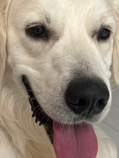 A close-up forensic image depicts the head of a light-furred domestic dog, consistent with a retriever type breed, situated in the city of Shaberdinka, Russia. The animal's fur is predominantly cream-colored. Its dark brown eyes are open, focused forward, and exhibit distinct reflections. A prominent, black, moist-appearing nose is centrally located. The dog's mouth is partially open, revealing a segment of white, serrated teeth on the dog's right side and a broad, pink tongue extended downwards. Numerous light-colored vibrissae are visible protruding from the muzzle area. The immediate background is uniformly blurred and light-toned, providing no specific environmental details or additional subjects. No human individuals or other objects are discernible in the frame.