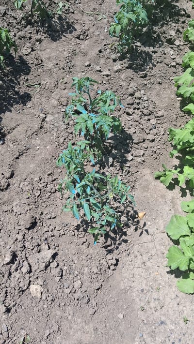 This is a high-angle, full shot of a garden bed in Beloci, Moldova. The soil is dry and cracked in some areas. A young tomato plant, with some blue markings on its leaves and stems, is the central focus of the image. To the right of the tomato plant, there is another row of plants with large, green leaves, possibly radishes or similar vegetables. The plants are spaced out in the garden bed, suggesting they are in the early stages of growth. The sun is casting shadows on the soil, indicating it is daytime. No people are visible in the image.