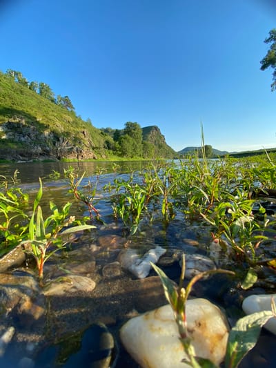 The image depicts a low-angle view of a riverbank with lush green vegetation growing in the shallow, clear water. Smooth, rounded pebbles of various sizes are visible beneath the surface, along with dark sand. The water is calm, with gentle ripples reflecting the bright blue sky.

In the background, a steep, grassy hill rises on the left, dotted with trees. Further in the distance, more trees and rolling hills are visible under the clear sky. The scene appears to be a natural landscape, potentially a river in or near the city of Bol'shearslangulovo, Russia, given the information provided. The lighting suggests it is daytime, with the sun casting soft shadows. There are no people or animals present in the image. The focus is on the natural elements of the river, plants, rocks, and the surrounding terrain.