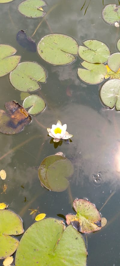 A still, top-down shot captures a pond filled with lily pads and one blooming white water lily with a yellow center. The water is dark green and reflects the sky and surrounding trees. Several lily pads are scattered across the surface, some fully submerged, others floating. One large, dark leaf is partially submerged. There are two wasps visible on the surface of the water, one yellow and black on the left side and another smaller one further right. There are also what appear to be water striders, insects that skate on the surface of the water, creating ripples. The scene is peaceful and serene, evoking a sense of nature's tranquility.