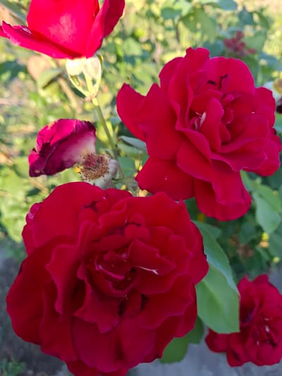 A close-up, outdoor shot features several vibrant red roses in various stages of bloom. The roses are the primary focus, with soft, green foliage and hints of the sky in the blurred background. The scene is likely from a garden setting, potentially in the city of Tenevo, Bulgaria, given the context provided, although the image itself does not contain explicit identifiers of this location. There are no people or animals visible in the frame. The lighting suggests it is daytime, with the sun casting gentle shadows on the petals.