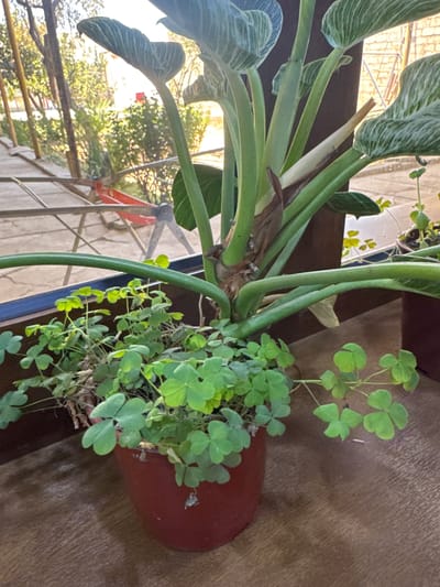A close-up, eye-level shot depicts a potted plant with large, striped leaves and a smaller, clover-like plant growing in the same pot. The pot is a dark red plastic container situated on a wooden surface, likely a windowsill or table. In the background, a blurred outdoor scene is visible through what appears to be a window or open doorway. This outdoor area contains trees, fencing, and some red objects that might be garden tools. The lighting suggests it is daytime, possibly late afternoon, with sunlight casting shadows and highlighting the textures of the leaves and wood. The scene is domestic, possibly a home or a greenhouse in Shofirkon, Uzbekistan, given the context. There are no people or animals present.