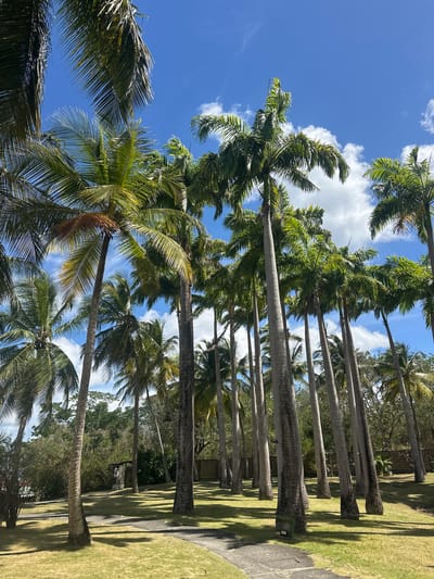 The image captures a view looking up through a grove of palm trees in Les Trois-Îlets, France. The sky is blue with scattered white clouds, visible through the canopy of green palm fronds. The trunks of the palm trees are tall, straight, and cylindrical, with a gray color. Some are closer to the viewer, displaying detailed textures. The ground appears to be a grassy park area with a path visible to the right. The scene conveys a tropical, sunny day in a park-like setting.