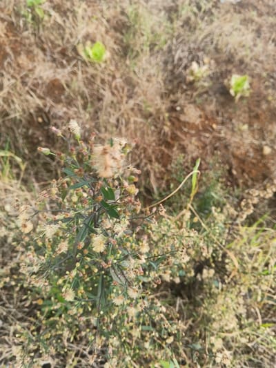 This image depicts a close-up, high-angle view of ground vegetation in Ngọc Tụ, Vietnam. The central subject is a multi-stemmed plant, approximately 30-40 cm in height, densely covered with numerous small, light-beige to off-white, fluffy seed heads or spent flowers, interspersed with smaller, dark green leaves and some reddish-brown buds. The plant's main stems are dark green to reddish-brown. The ground directly beneath and surrounding the plant consists of dry, reddish-brown soil and scattered patches of dried, straw-colored grass. In the blurred background, several small, vibrant green plant clusters are visible against the dry soil. The scene is illuminated by natural daylight, with no discernible shadows or artificial elements present. No people or animals are visible.