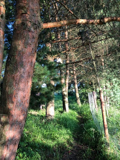 A woodland path, possibly in Makeevka, Russia, is depicted in this photograph. The foreground is dominated by the rough, reddish-brown bark of a large pine tree, casting dappled shadows on the lush green grass and undergrowth that lines the path. Several other pine trees are visible further into the scene, their trunks appearing lighter in color and their branches creating a dense canopy overhead. Sunlight filters through the branches, illuminating sections of the path and the surrounding vegetation. A wire mesh fence is visible on the right side of the image, attached to wooden posts, suggesting the edge of a property or a protected area. The sky is a clear blue, visible through the gaps in the trees.
