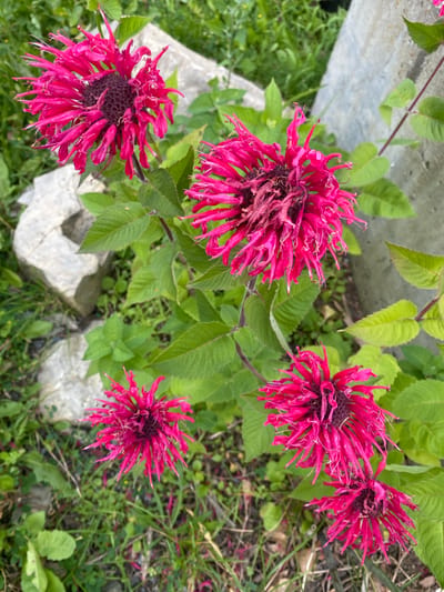 The image shows a cluster of bright pink Monarda flowers, commonly known as Bee Balm, growing outdoors in Sainte-Anne-de-Bellevue, Canada. The flowers are the primary subject, with their spiky petals and dark centers. They are surrounded by green foliage, and in the background, parts of concrete structures and rough-hewn stones are visible, suggesting a garden or naturalized area. The lighting suggests it is daytime.