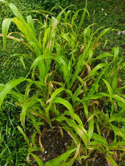 A close-up, eye-level view captures a cluster of green plants, consistent with young maize or sorghum, growing in soil within the city of Keo Kouang, Laos. The plants feature long, broad leaves, predominantly light green with noticeable yellow mottling and striping, suggesting possible nutrient deficiencies or disease. Several lower leaves and leaf tips exhibit brown, dried-out, and necrotic areas. The ground beneath the plants consists of dark soil, interspersed with patches of shorter, vibrant green grass. In the background, additional green foliage and a few scattered light-colored debris, possibly fallen petals, are visible on the grass. No people or animals are present.